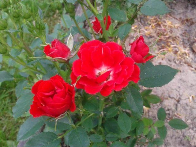 The best varieties of red roses with photos and names