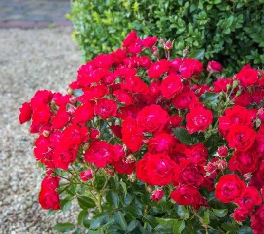 The best varieties of red roses with photos and names