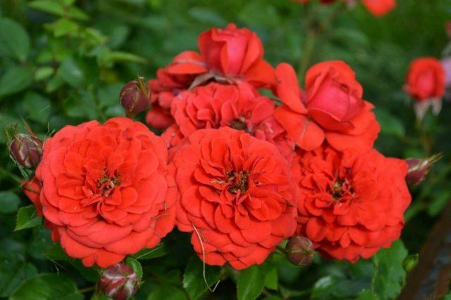 The best varieties of red roses with photos and names