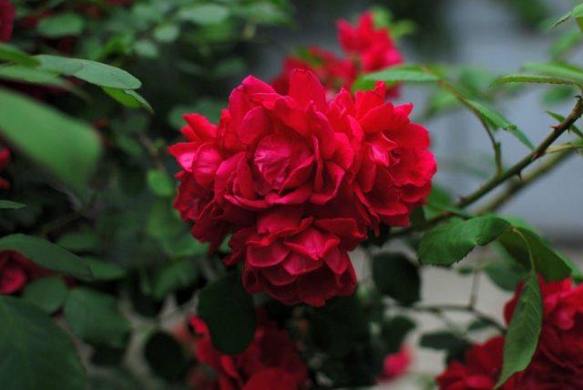 The best varieties of red roses with photos and names