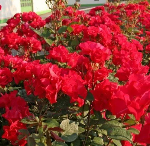 The best varieties of red roses with photos and names