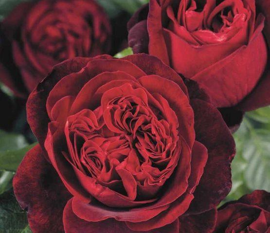 The best varieties of red roses with photos and names