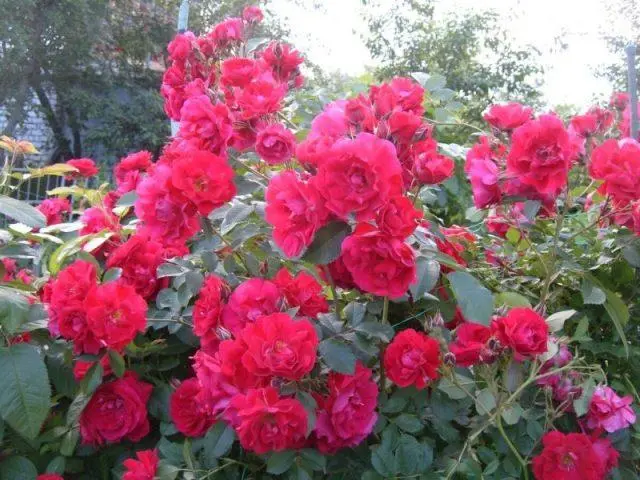 The best varieties of red roses with photos and names