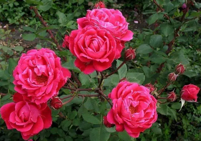 The best varieties of red roses with photos and names