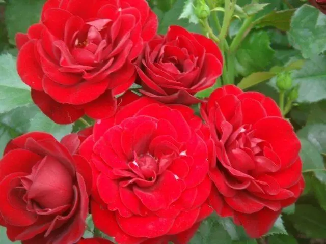 The best varieties of red roses with photos and names