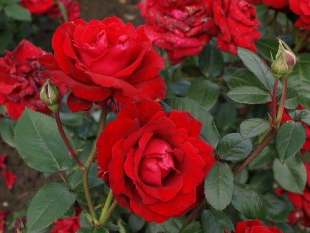 The best varieties of red roses with photos and names