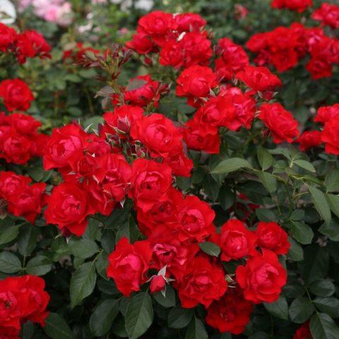 The best varieties of red roses with photos and names