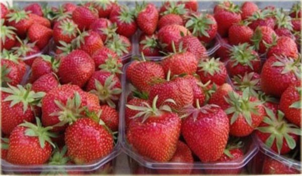 The best varieties of remontant strawberries for Siberia