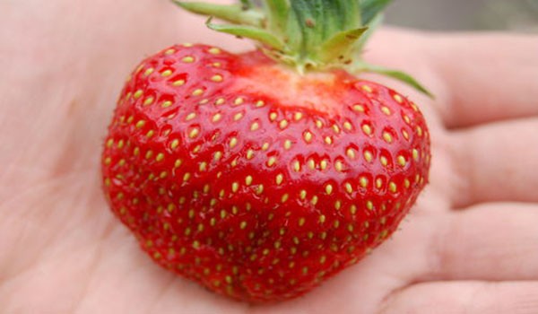 The best varieties of remontant strawberries for Siberia