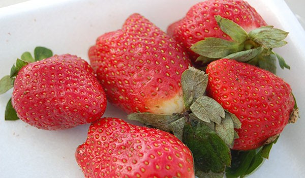 The best varieties of remontant strawberries for Siberia