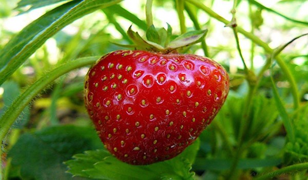 The best varieties of remontant strawberries for Siberia