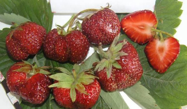 The best varieties of remontant strawberries for Siberia