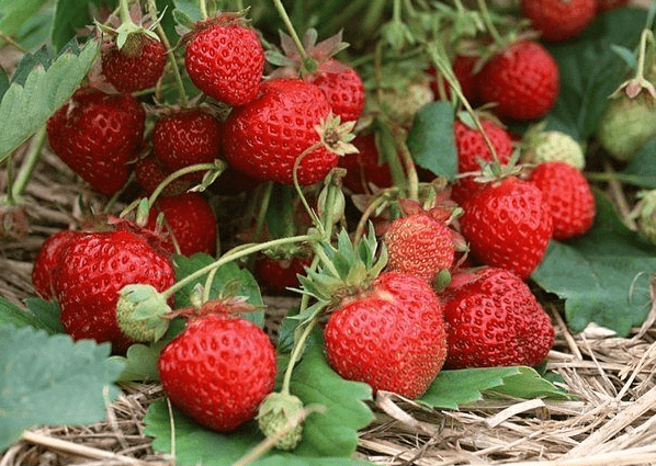 The best varieties of remontant strawberries for Siberia