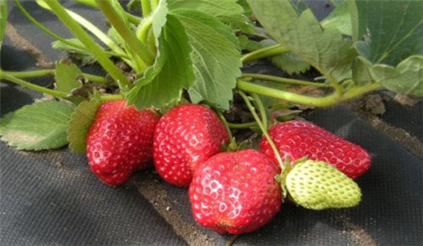 The best varieties of remontant strawberries for Siberia