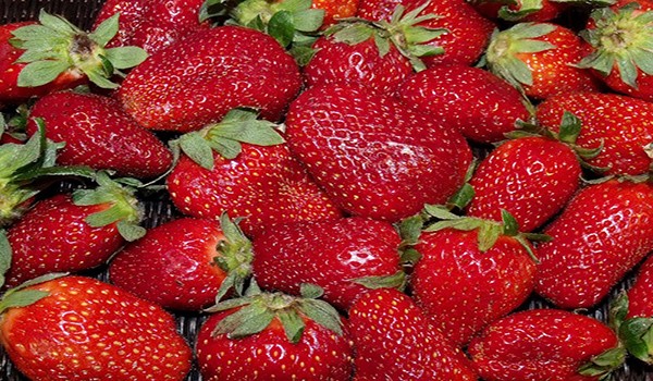 The best varieties of remontant strawberries for Siberia