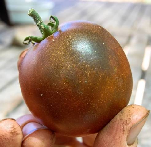 The best varieties of salad tomatoes