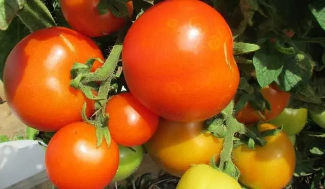 The best varieties of salad tomatoes