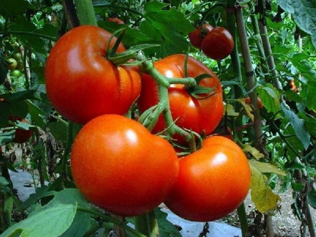 The best varieties of salad tomatoes