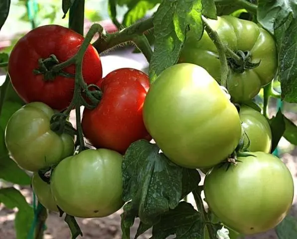 The best varieties of salad tomatoes