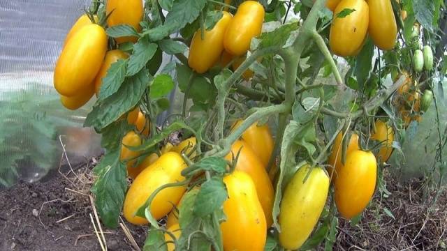 The best varieties of salad tomatoes