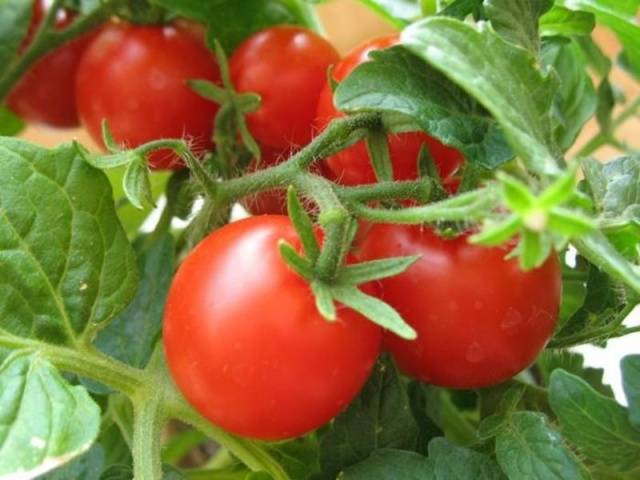 The best varieties of salad tomatoes