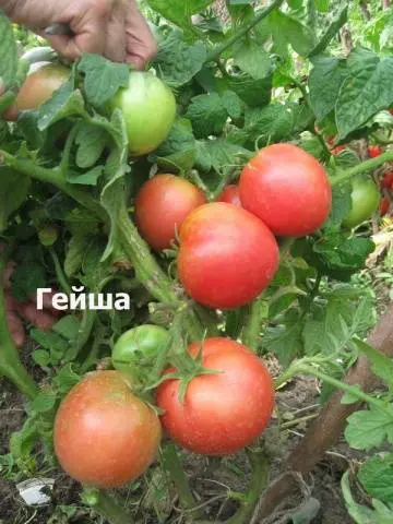 The best varieties of salad tomatoes