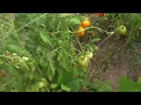 The best varieties of salad tomatoes