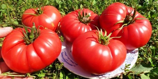 The best varieties of salad tomatoes