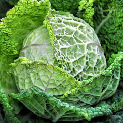 The best varieties of Savoy cabbage: for central Our Country, the Urals, Siberia