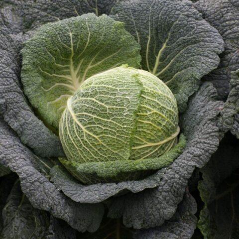 The best varieties of Savoy cabbage: for central Our Country, the Urals, Siberia