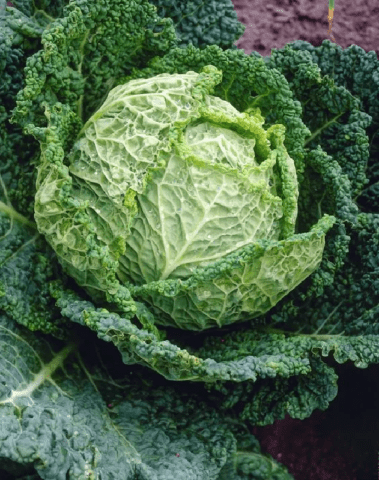 The best varieties of Savoy cabbage: for central Our Country, the Urals, Siberia