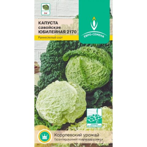 The best varieties of Savoy cabbage: for central Our Country, the Urals, Siberia