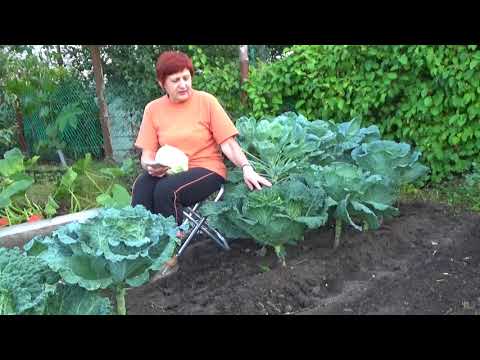 The best varieties of Savoy cabbage: for central Our Country, the Urals, Siberia