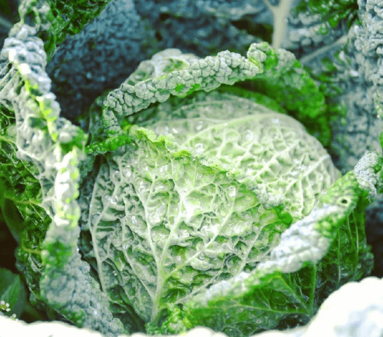 The best varieties of Savoy cabbage: for central Our Country, the Urals, Siberia