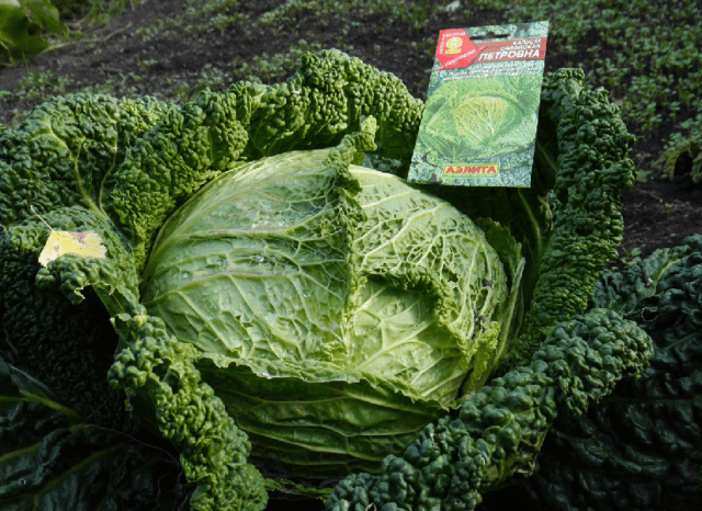 The best varieties of Savoy cabbage: for central Our Country, the Urals, Siberia