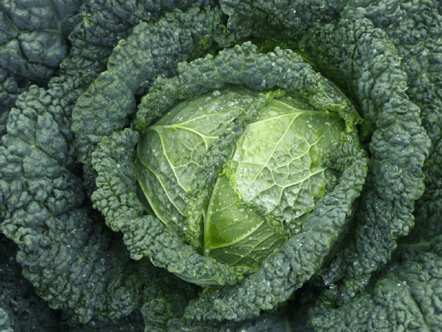 The best varieties of Savoy cabbage: for central Our Country, the Urals, Siberia