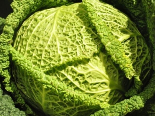 The best varieties of Savoy cabbage: for central Our Country, the Urals, Siberia