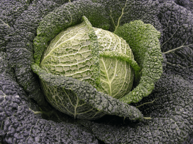 The best varieties of Savoy cabbage: for central Our Country, the Urals, Siberia