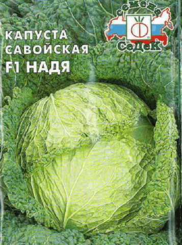 The best varieties of Savoy cabbage: for central Our Country, the Urals, Siberia