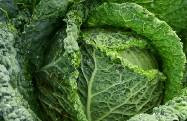 The best varieties of Savoy cabbage: for central Our Country, the Urals, Siberia