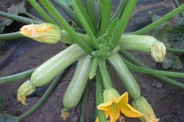 The best varieties of self-pollinated zucchini