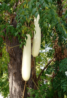 The best varieties of self-pollinated zucchini