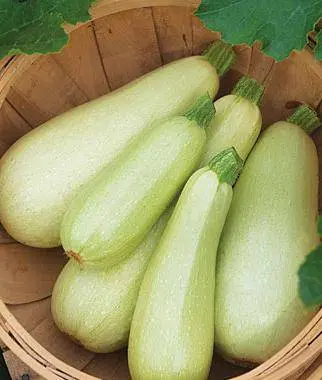 The best varieties of self-pollinated zucchini