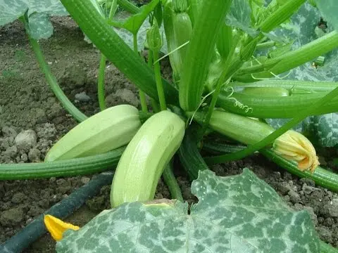 The best varieties of self-pollinated zucchini