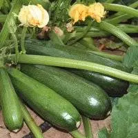 The best varieties of self-pollinated zucchini