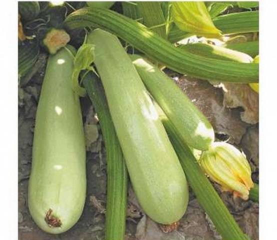 The best varieties of self-pollinated zucchini