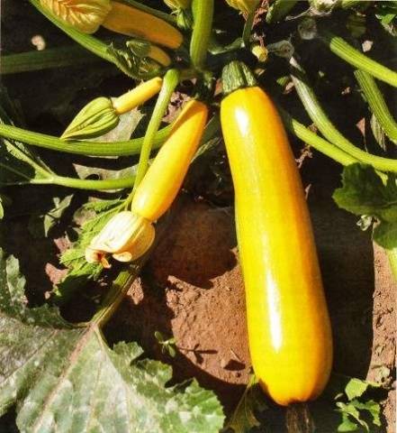 The best varieties of self-pollinated zucchini