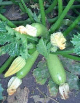 The best varieties of self-pollinated zucchini