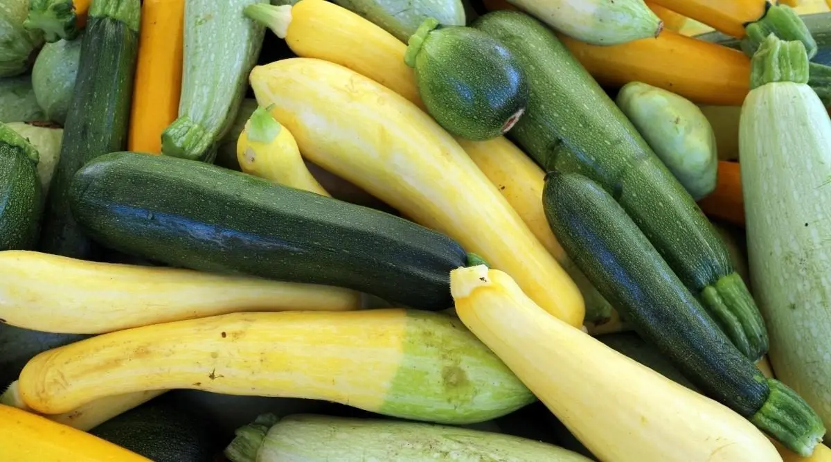 The best varieties of self-pollinated zucchini