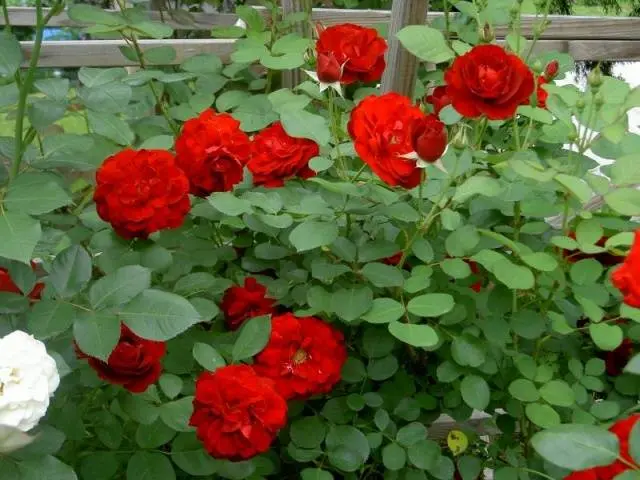 The best varieties of spray roses